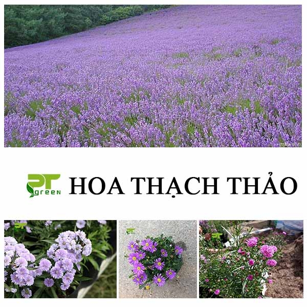 Hoa Thạch thảo | Cách trồng hoa Thạch thảo bằng hạt